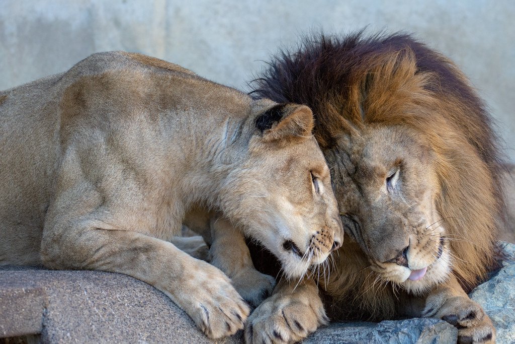🦁 히타치시 카미네 동물원 이미지 6
